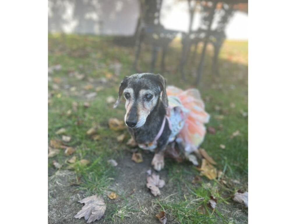 Meet Chestnut: A Dachshund Celebrating 20 Years!